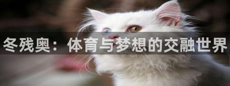 意昂4：冬残奥：体育与梦想的交融世界